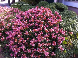 Rhaphiolepis indica 'Ballerina' -blooming